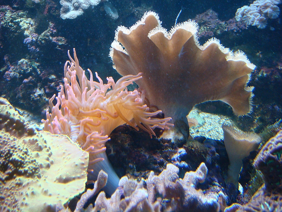 Baltimore [2009 July 02] 253.JPG - Scenes from Baltimore's Inner Harbor.